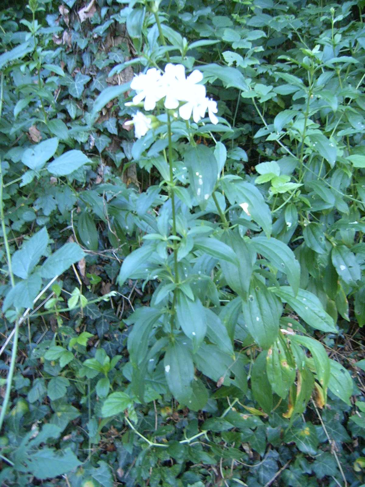 Silene - no, Saponaria officinalis