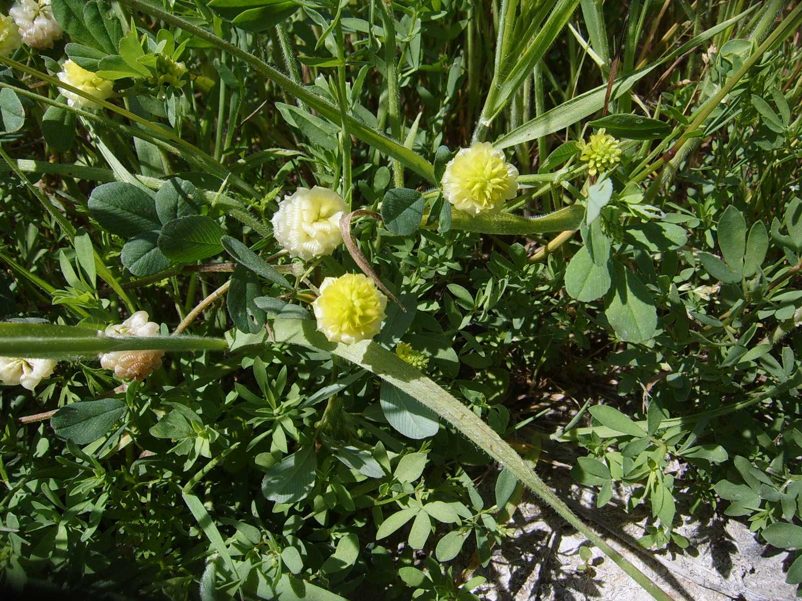 Trifolium campestre