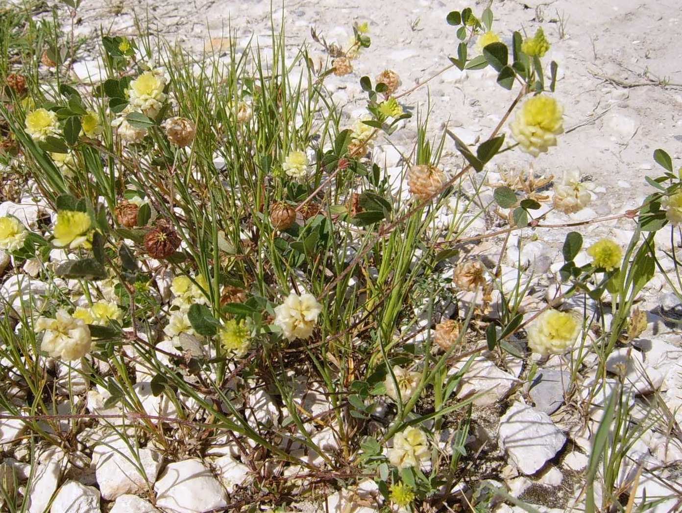 Trifolium campestre