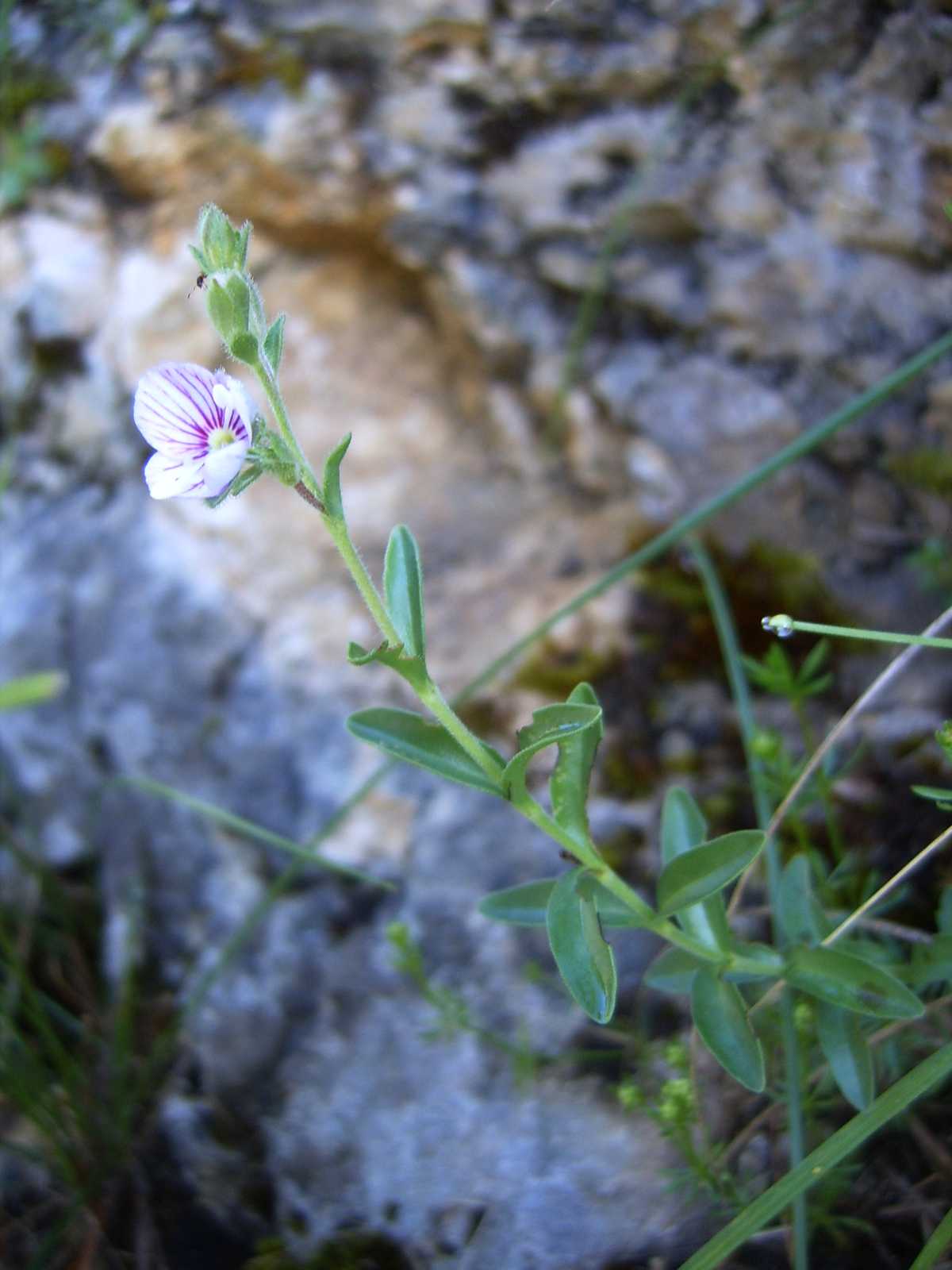 Veronica fruticulosa / Veronica rosea