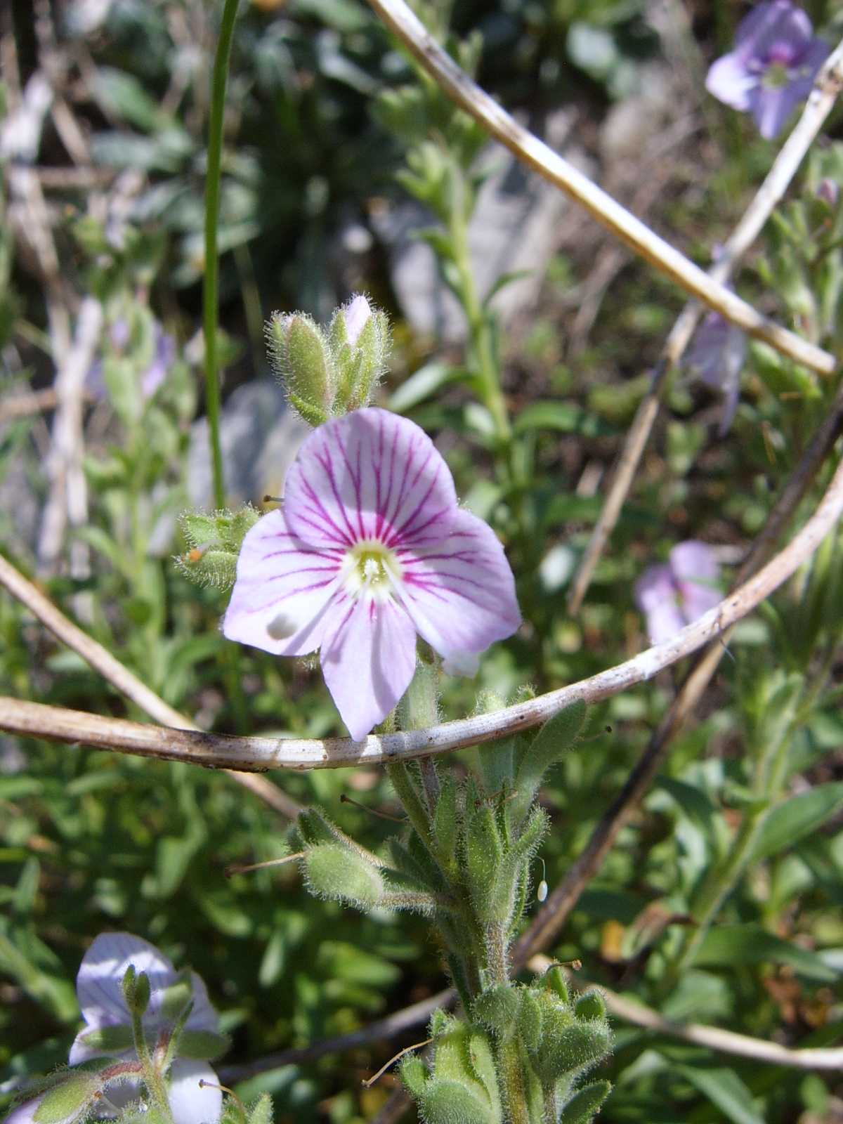 Veronica fruticulosa / Veronica rosea