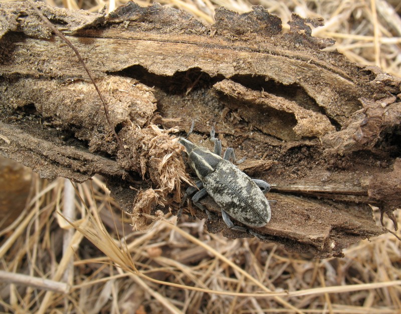 Cleonis sardoa (Curculionidae)