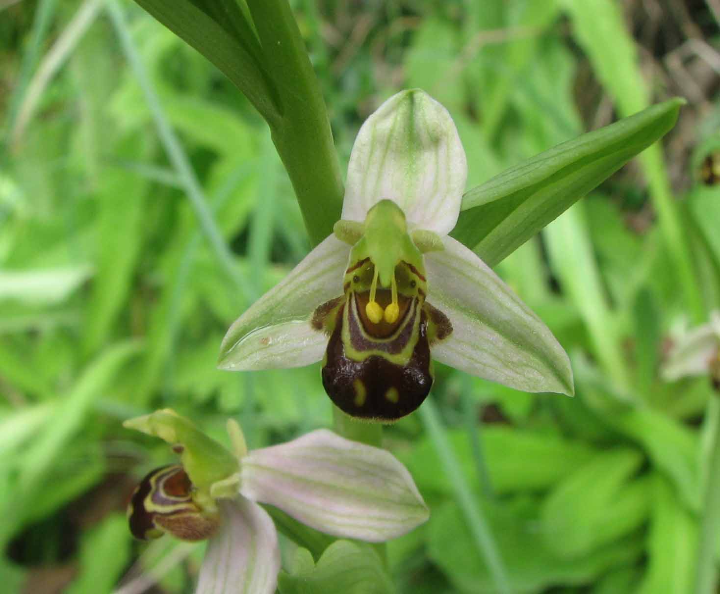 Ophrys apifera