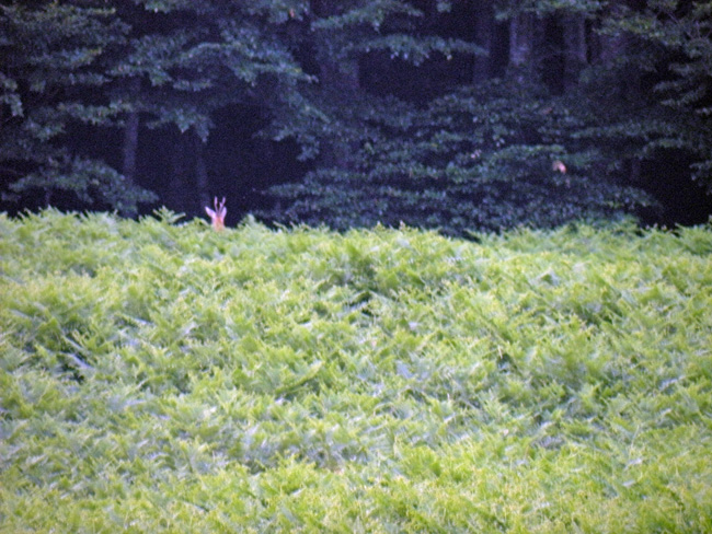 Il Capriolo