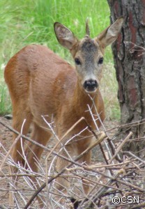 Il Capriolo