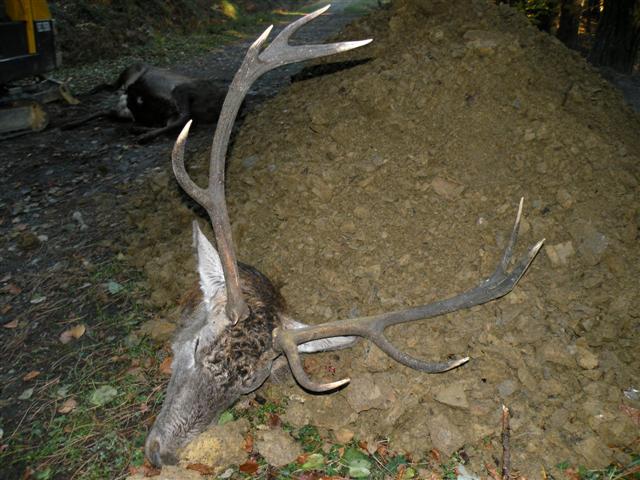 Cervo morto. Un caso di bracconaggio? (Come limitarlo?)