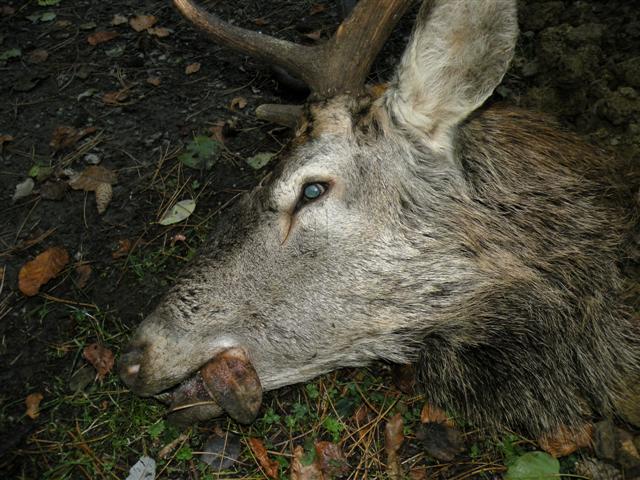 Cervo morto. Un caso di bracconaggio? (Come limitarlo?)