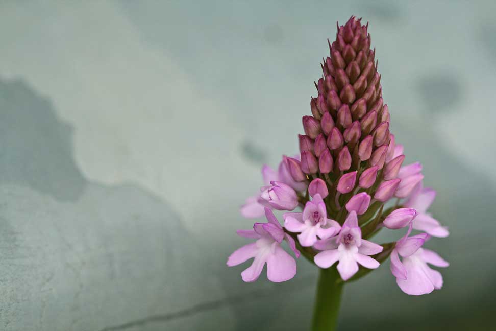 Orchidee dei Monti Lucretili