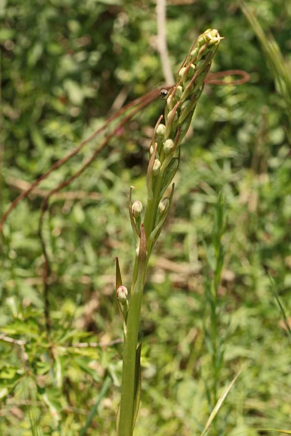 Orchidee dei Monti Lucretili