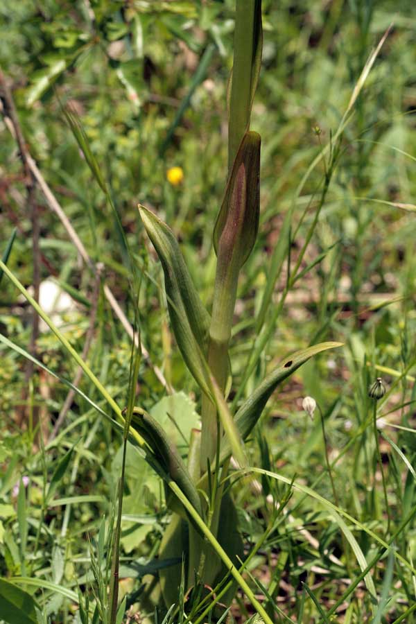 Orchidee dei Monti Lucretili