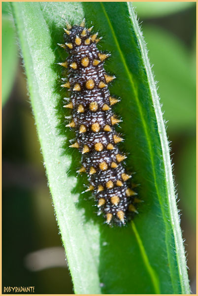 Bruco da identificare - Melitaea sp.