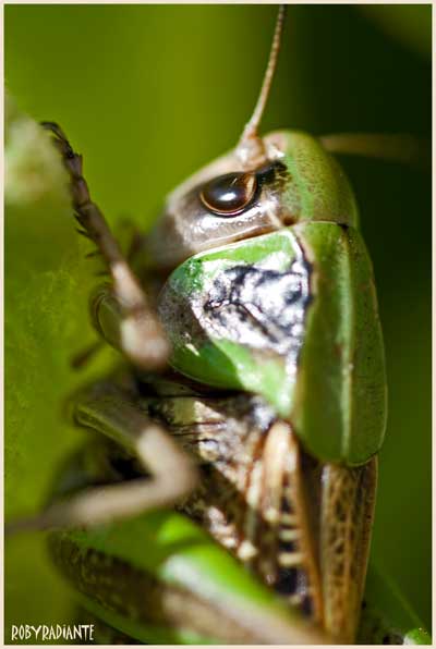 Decticus verrucivorus e Ephippiger ruffoi