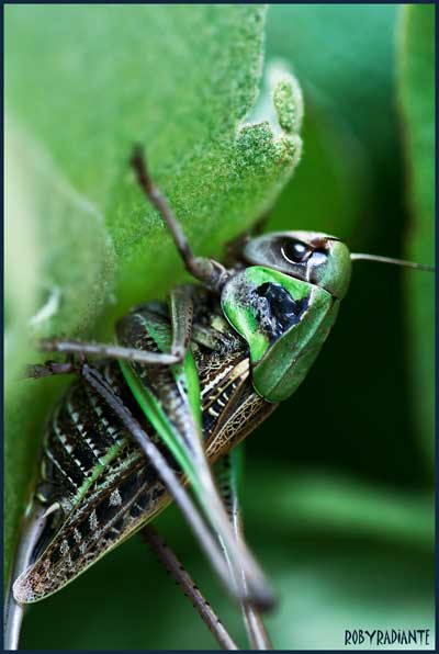 Decticus verrucivorus e Ephippiger ruffoi