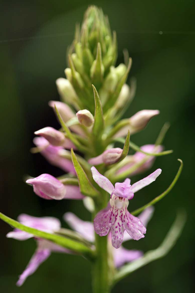 Orchidee nel PNA