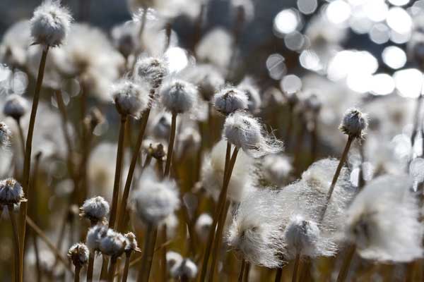 Eriophorum Scheuchzeri?