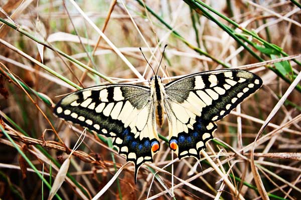 Altra farfalla da identificare - Papilio machaon