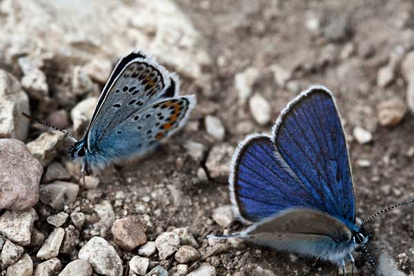 Farfalla da id - Cyaniris semiargus e Plebejus cf. argus