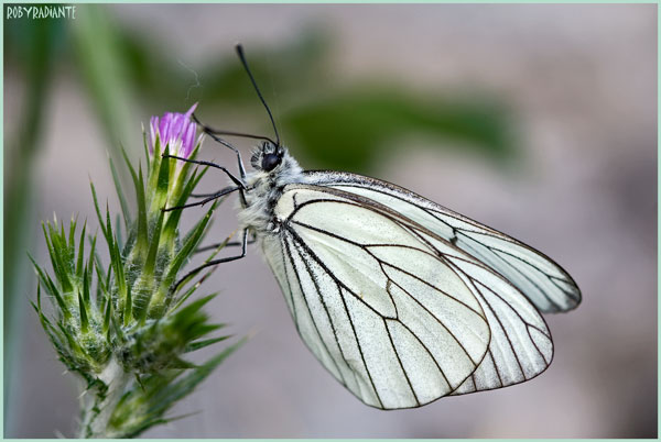 Farfalla bianca da identificare - Aporia crataegi