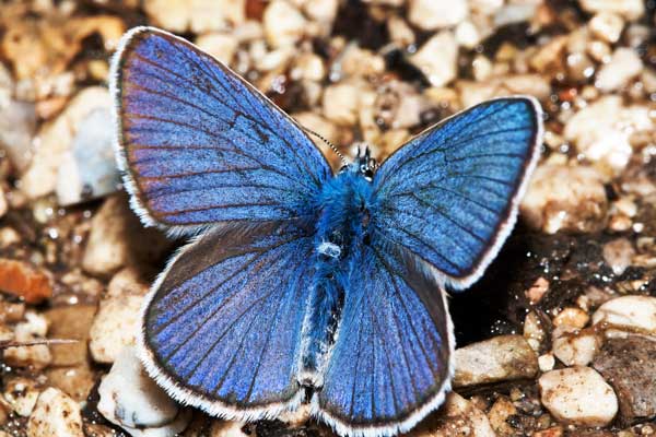 Farfalla da id - Cyaniris semiargus e Plebejus cf. argus