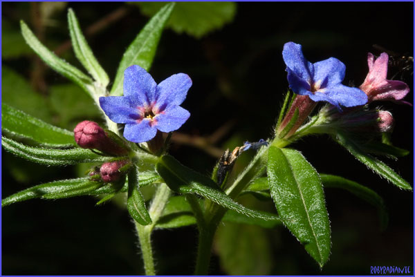 Buglossoides purpurocaerulea