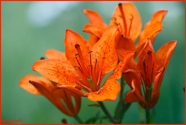 Lilium bulbiferum sl.