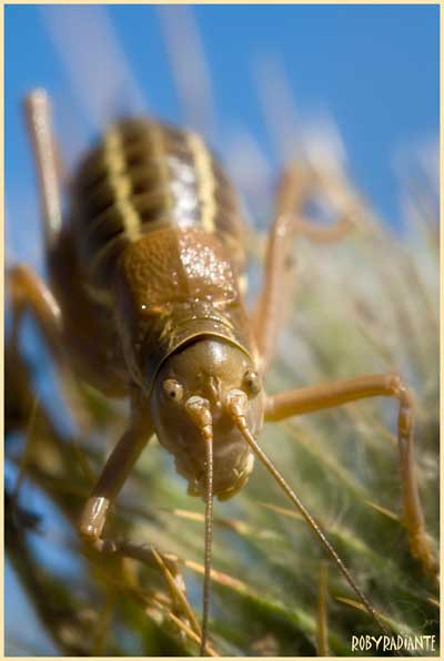 Decticus verrucivorus e Ephippiger ruffoi