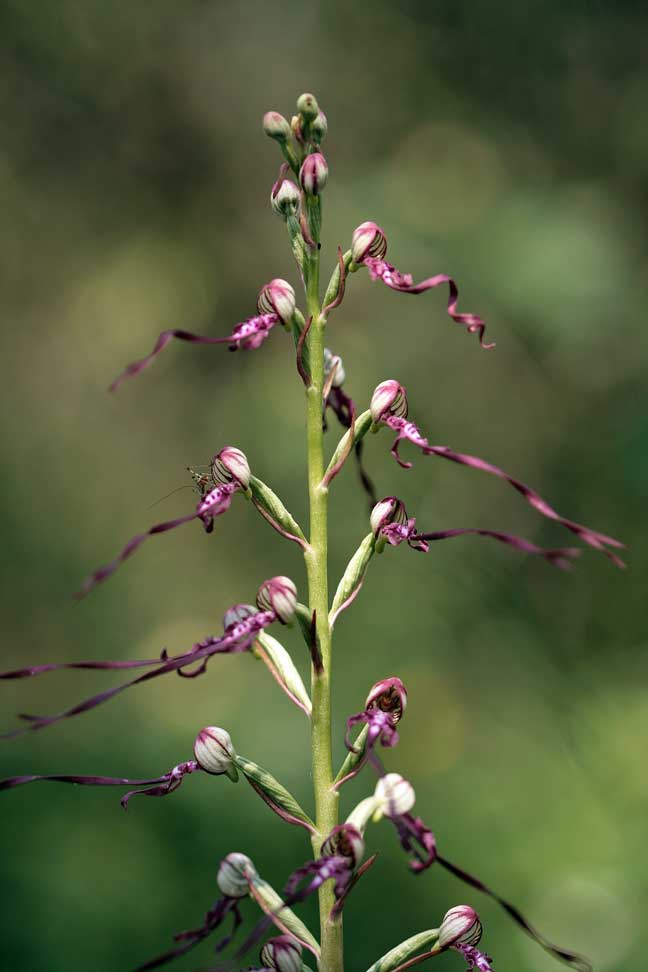 Orchidee dei Monti Lucretili