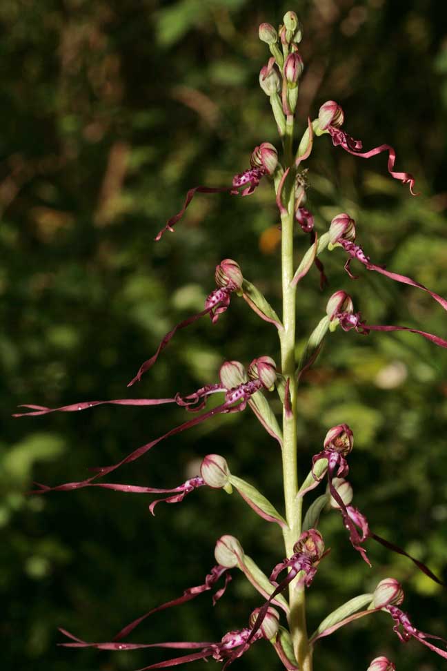 Orchidee dei Monti Lucretili