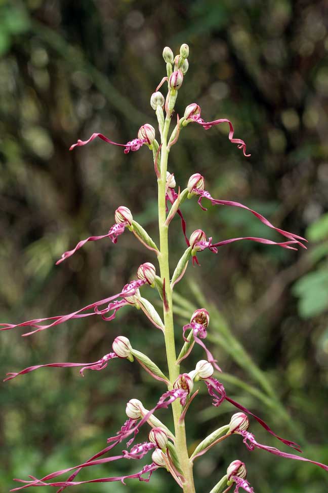 Orchidee dei Monti Lucretili