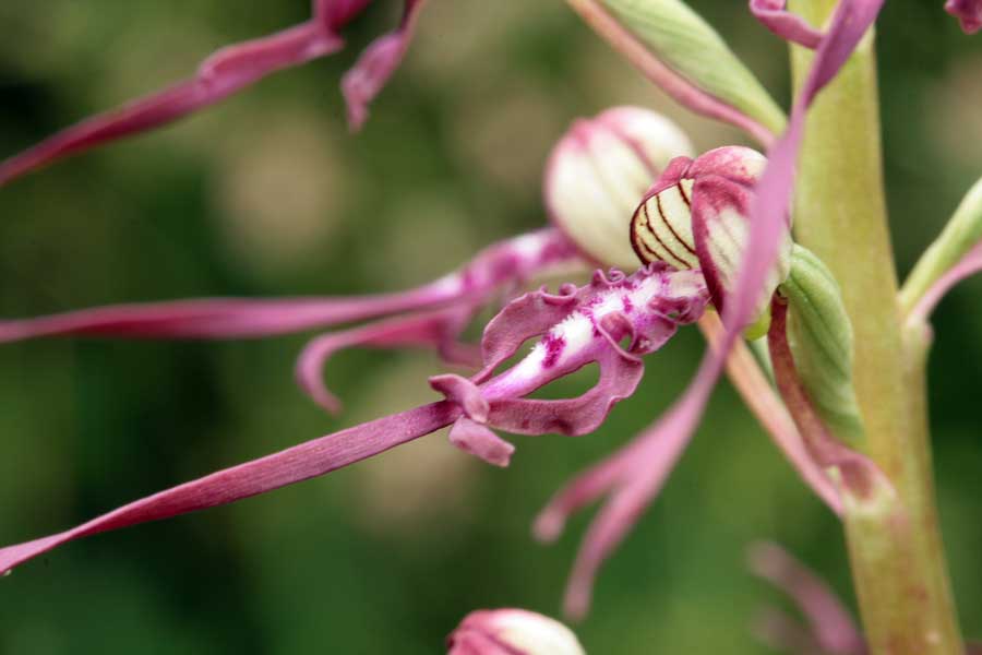 Orchidee dei Monti Lucretili