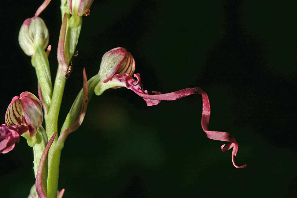 Orchidee dei Monti Lucretili