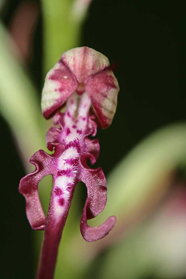 Orchidee dei Monti Lucretili