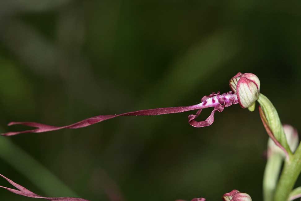 Orchidee dei Monti Lucretili