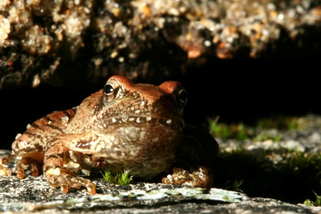 Rana italica