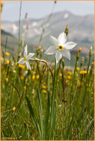 Narciso dei poeti - Narcissus poeticus