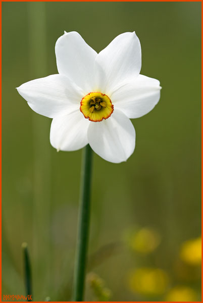 Narciso dei poeti - Narcissus poeticus