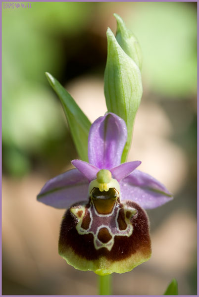 Ophrys sulla Tolfa