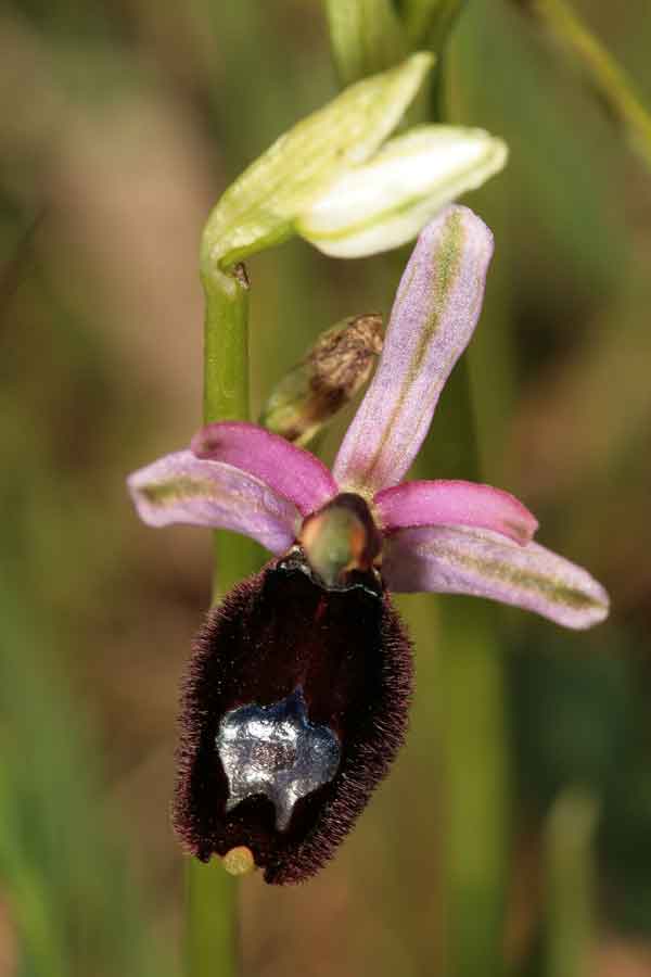 Orchidee dei Monti Lucretili