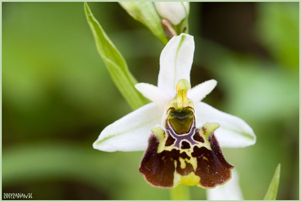 Ophrys sulla Tolfa