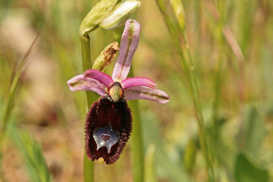 Orchidee dei Monti Lucretili