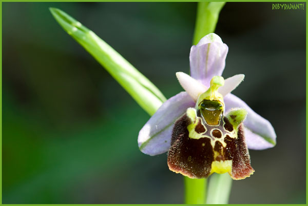 Ophrys sulla Tolfa