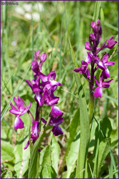 Orchis mascula