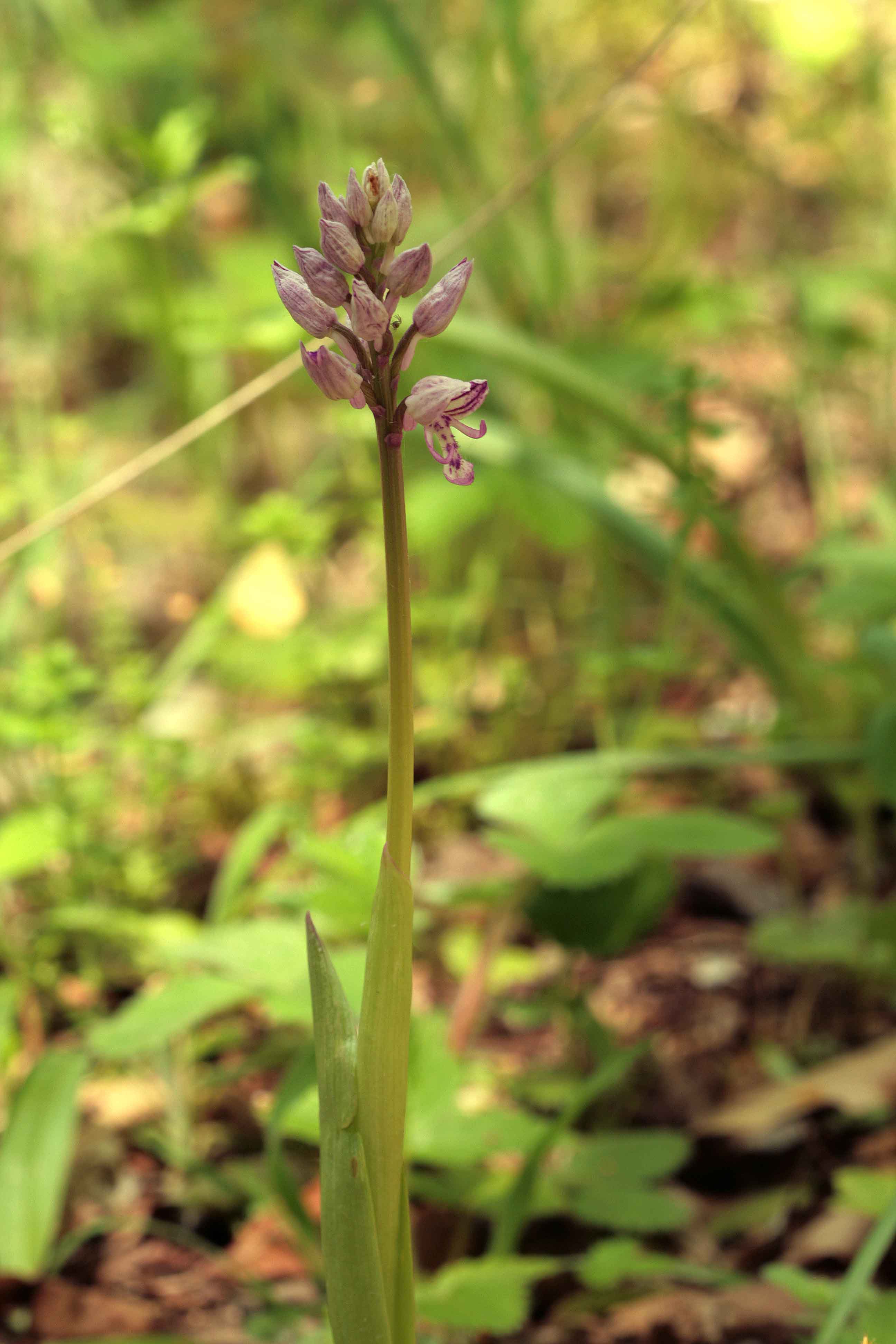 Orchidea da determinare