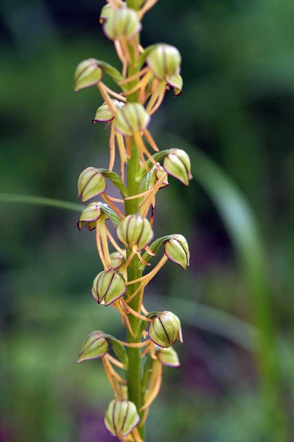 Orchidee dei Monti Lucretili