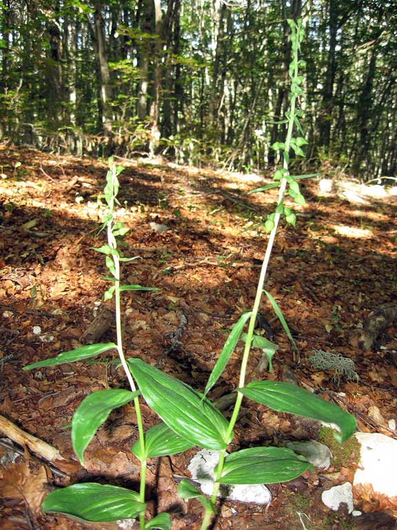 Epipactis helleborine