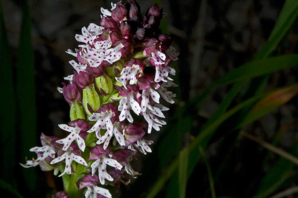 Orchidea sui Monti Sibillini da determinare