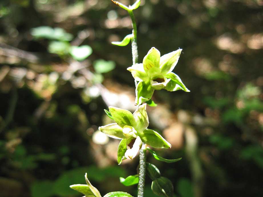 Epipatics helleborine