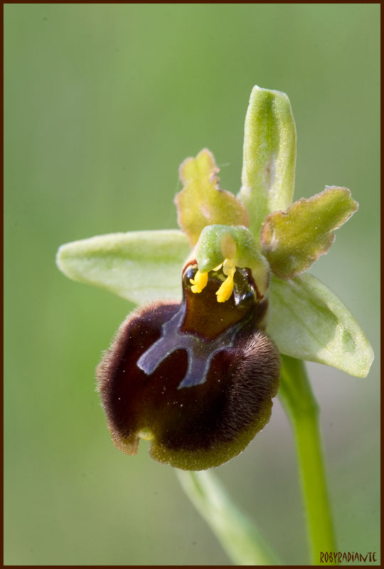 Ophrys sui Lucretili