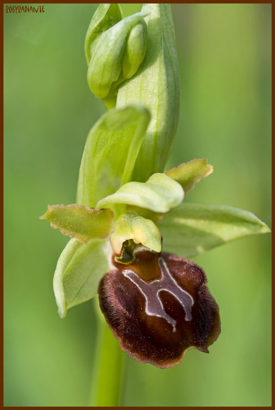 Ophrys sui Lucretili