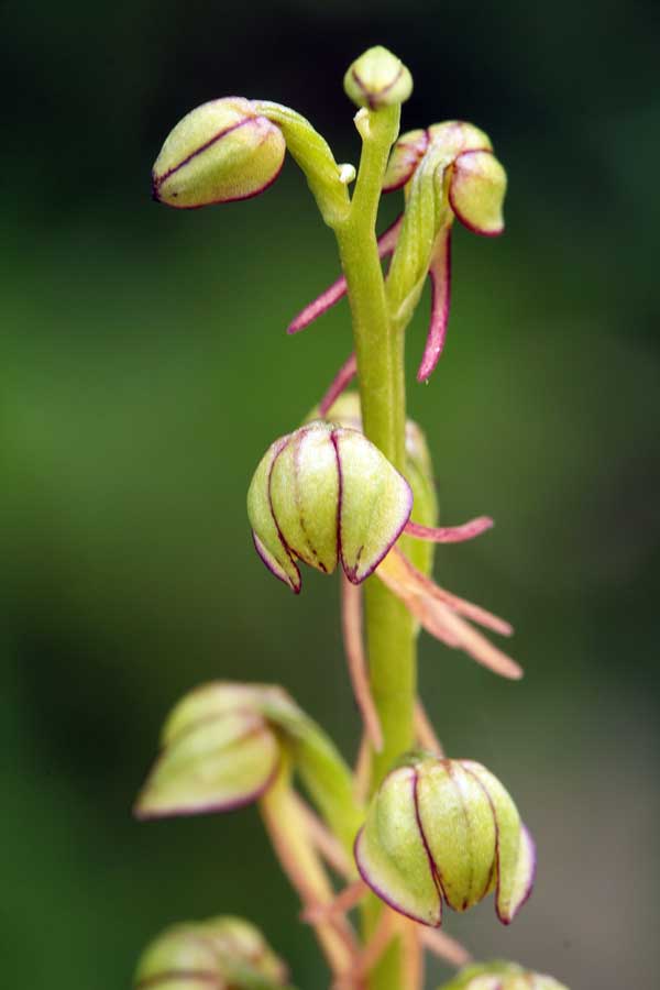 Orchidee dei Monti Lucretili